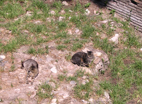 cats from Torre Argentina Cat Santuary